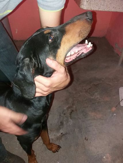 cartel de perro encontrado