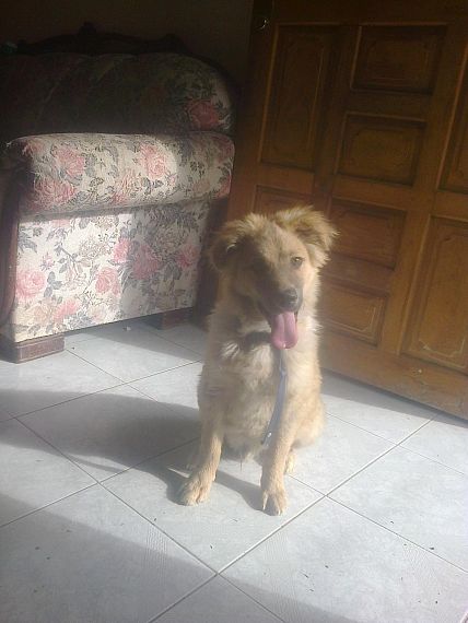 cartel de perro encontrado