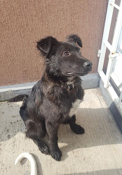 cartel de perro encontrado