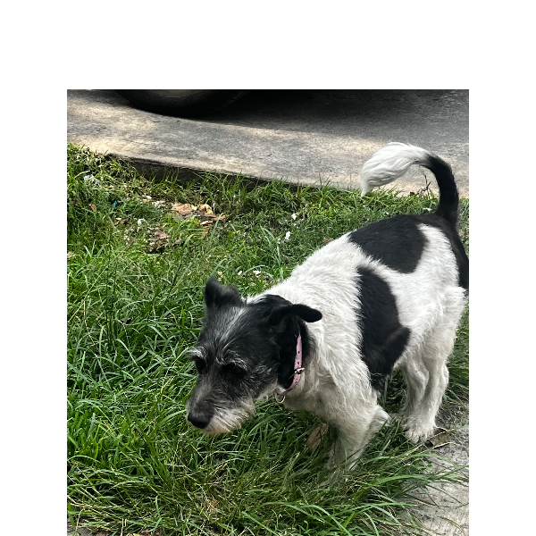 cartel de perro encontrado