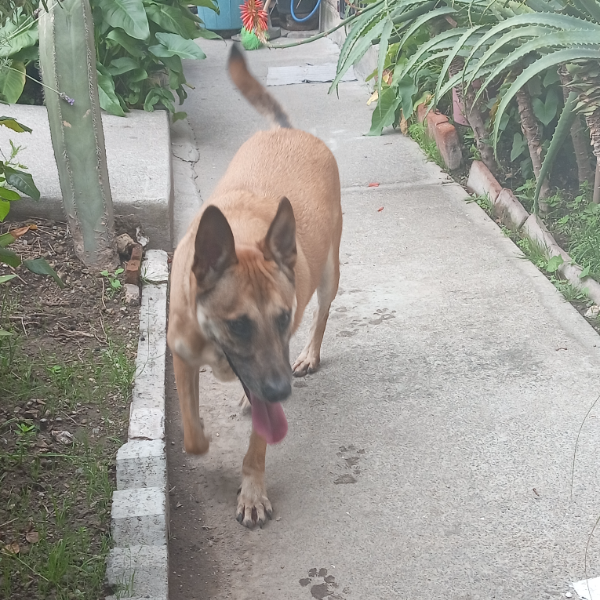 cartel de perro encontrado