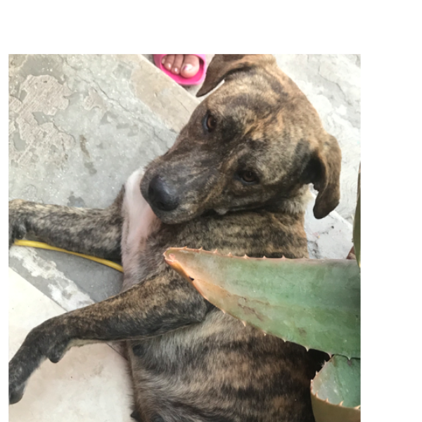 cartel de perro encontrado