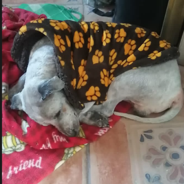 cartel de perro encontrado