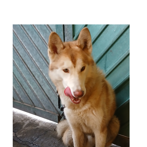 cartel de perro encontrado