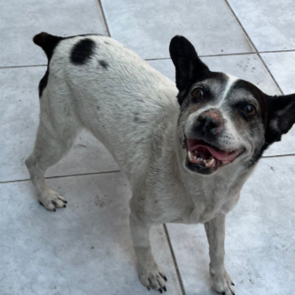 cartel de perro encontrado