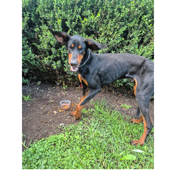 cartel de perro encontrado