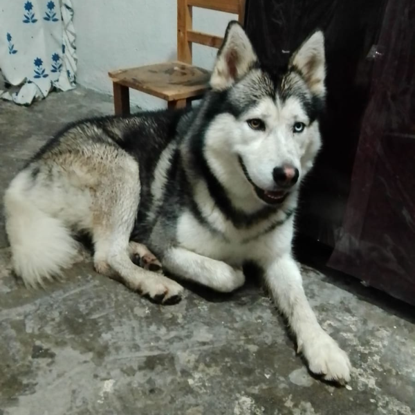 cartel de perro encontrado