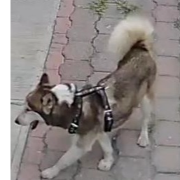 cartel de perro encontrado