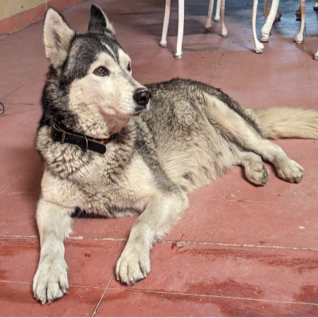 cartel de perro encontrado