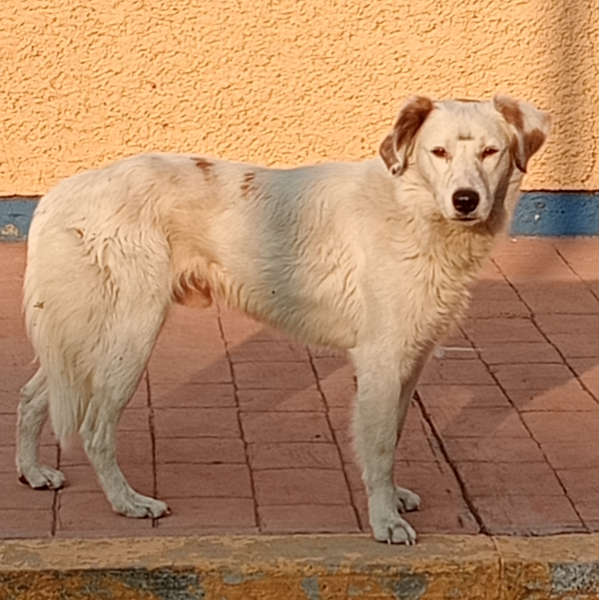 cartel de perro encontrado