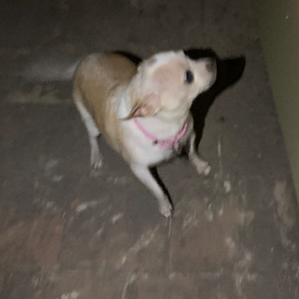 cartel de perro encontrado