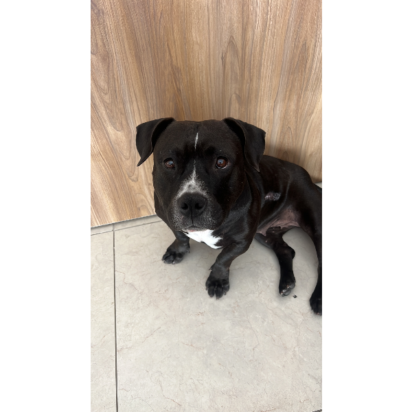 cartel de perro encontrado