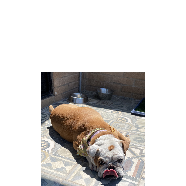 cartel de perro encontrado