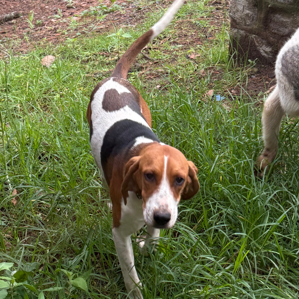 cartel de perro encontrado