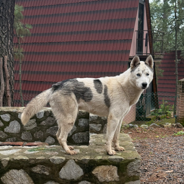 cartel de perro encontrado