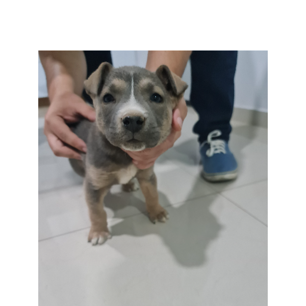 cartel de perro encontrado