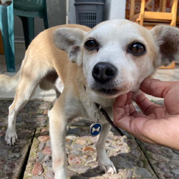 cartel de perro encontrado