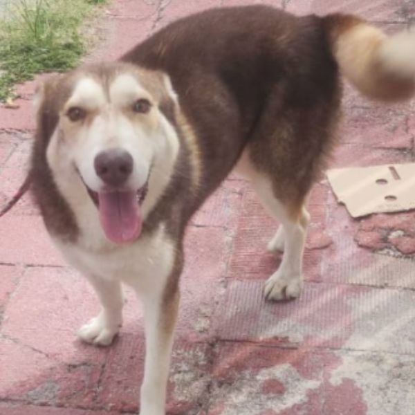 cartel de perro encontrado