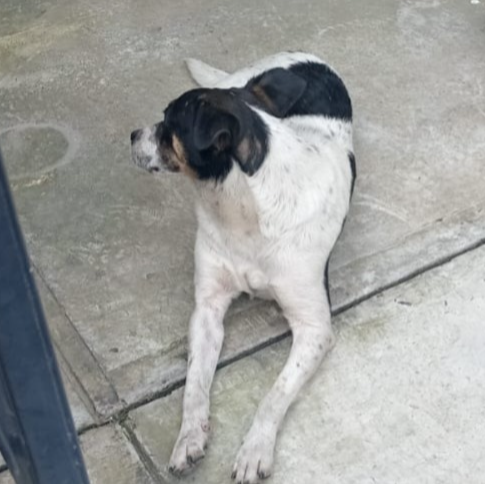 cartel de perro encontrado