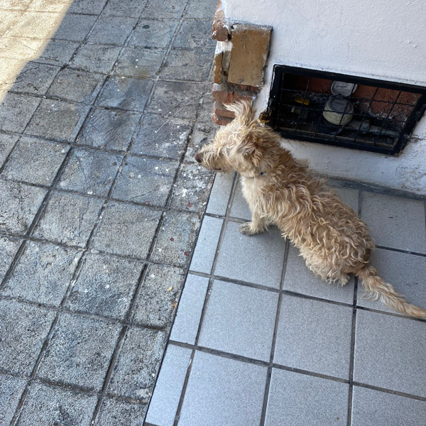 cartel de perro encontrado