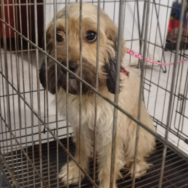 cartel de perro encontrado