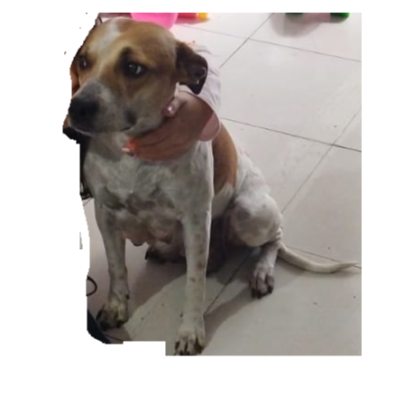 cartel de perro encontrado