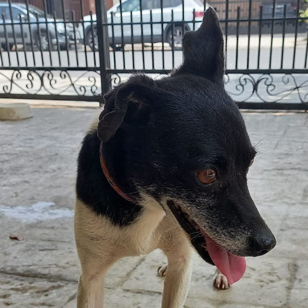 cartel de perro encontrado