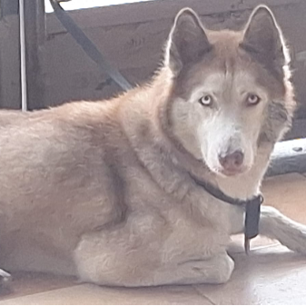 cartel de perro encontrado