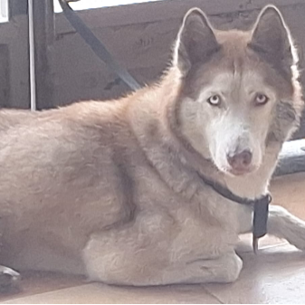 cartel de perro encontrado