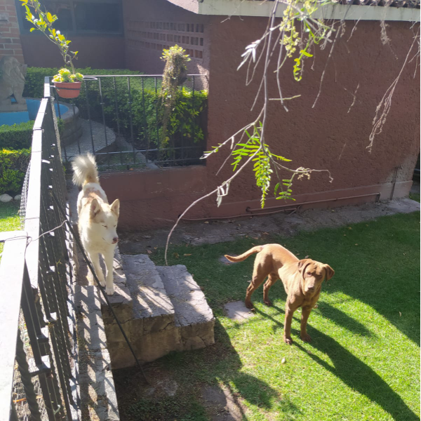 cartel de perro encontrado