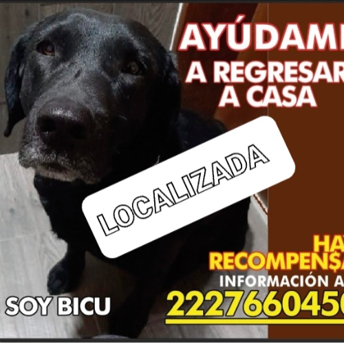 cartel de perro encontrado