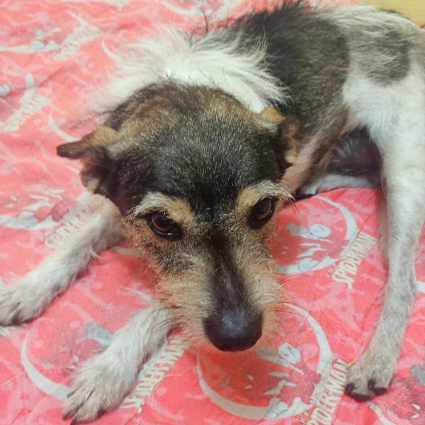 cartel de perro encontrado