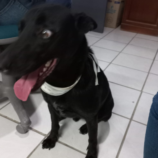 cartel de perro encontrado