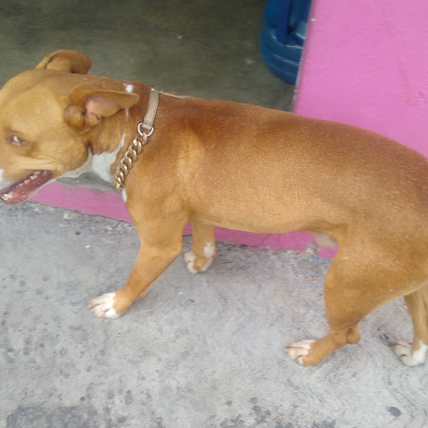 cartel de perro encontrado