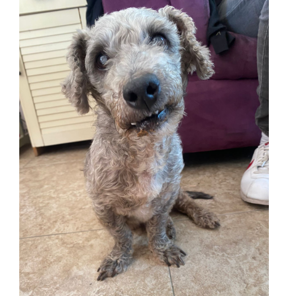 cartel de perro encontrado