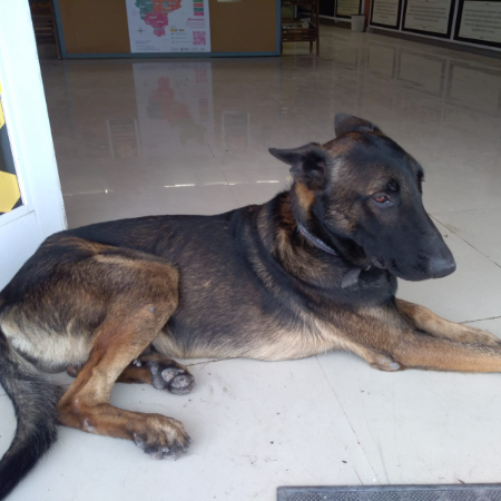 cartel de perro encontrado