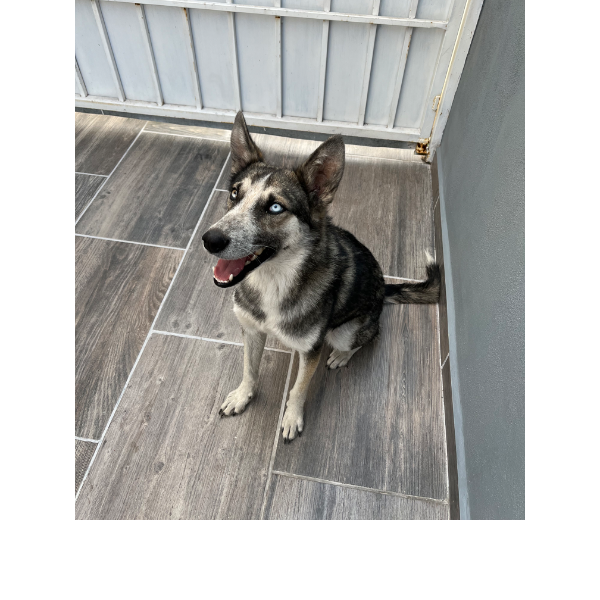 cartel de perro encontrado