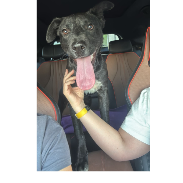 cartel de perro encontrado