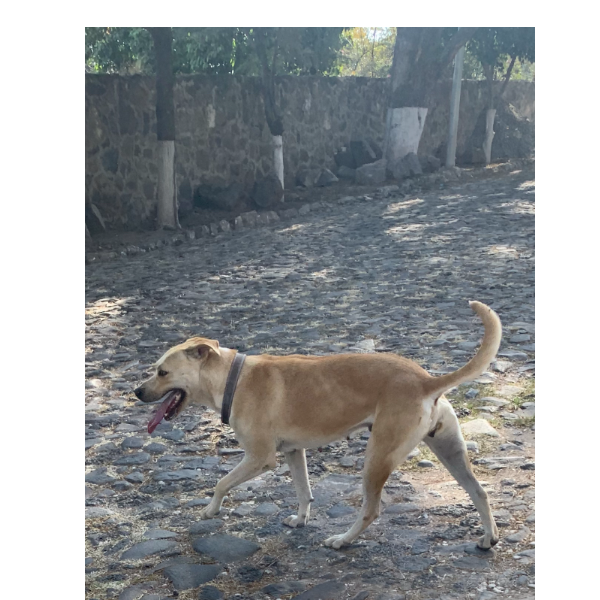 cartel de perro encontrado