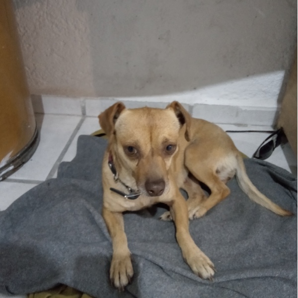 cartel de perro encontrado