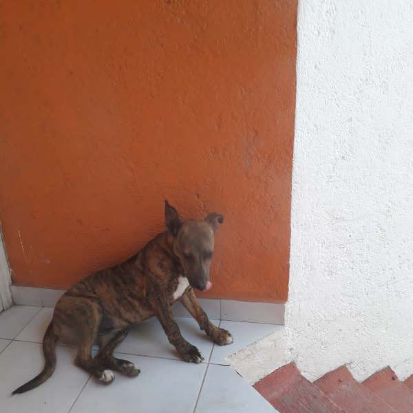 cartel de perro encontrado