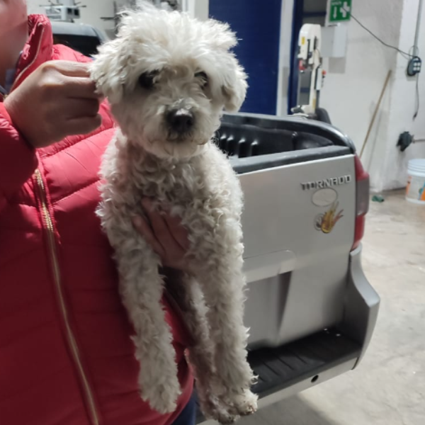 cartel de perro encontrado