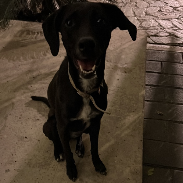 cartel de perro encontrado