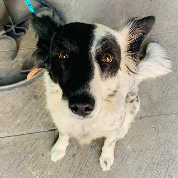 cartel de perro encontrado