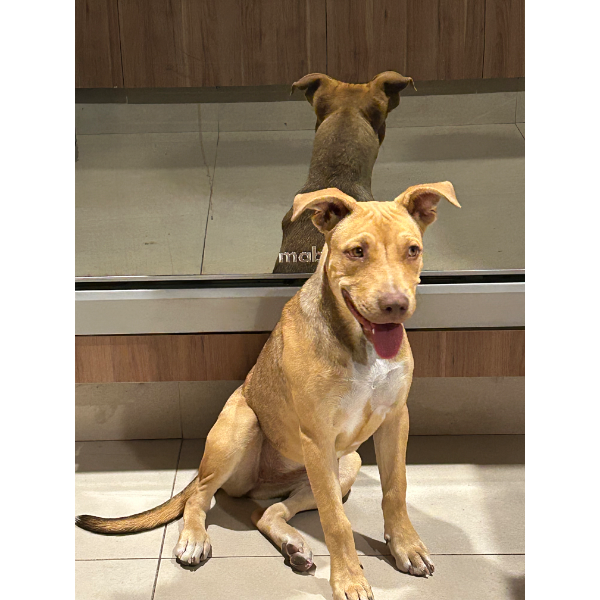 cartel de perro encontrado