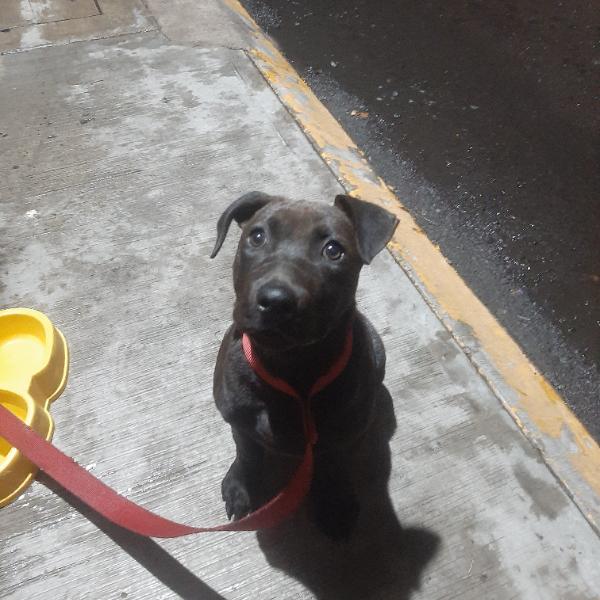 cartel de perro encontrado