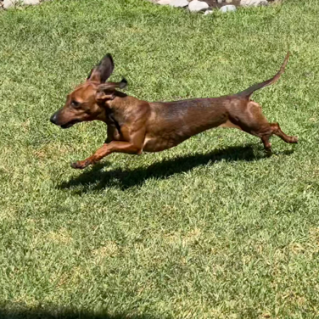 cartel de perro encontrado