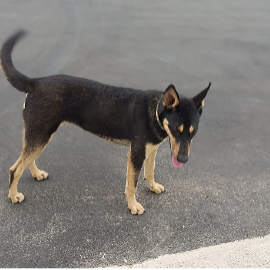 cartel de perro encontrado