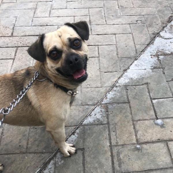 cartel de perro encontrado