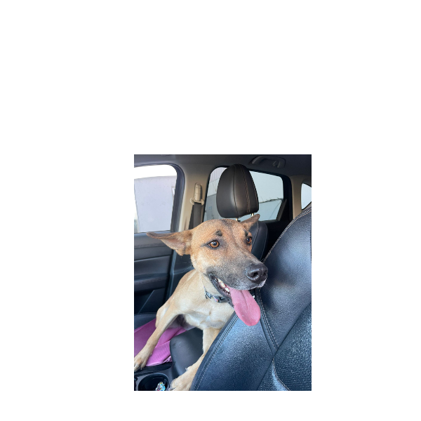 cartel de perro encontrado